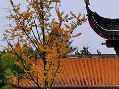 -铁山坪森林公园