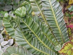 -国家植物园南园