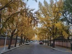 -三里屯东五街银杏大道