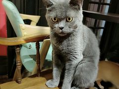 -猫色咖啡·猫咖