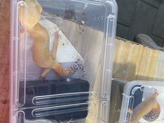 -华声天桥民俗文化园