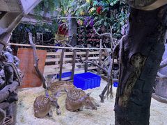 -正佳雨林生态植物园