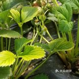 最后摘了这么一小筐，老板说1斤要60