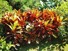 -东寨港红树林旅游区