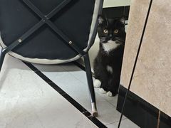 -宠物星动物医院·眼科·异宠·猫科(江南大道总院)