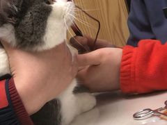 -伟伟宠物医院·CT影像中心·瑞派犬猫综合性门诊(汉口总院)