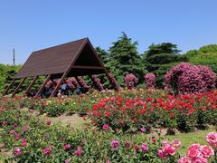 -上海滨江森林公园