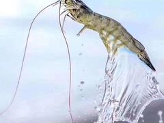 -国际酒店肥牛吧