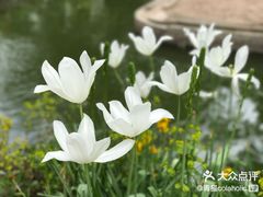 -阿提斯皇家动物园