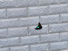 -黄埔油麻山森林公园