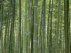 -黄海国家森林公园