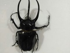 -上海昆虫博物馆