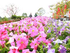 -东莞观音山旅游风景区