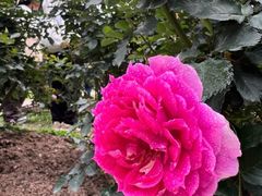 -人民公园(罗湖区)