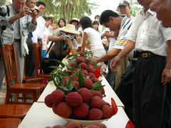 -从化深英荔枝黄皮龙眼采摘园