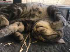 -平行世界·猫咖(首经贸店)