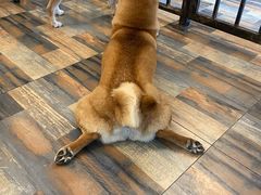 -柴源莊·柴小宠柴犬咖啡