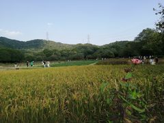 -八卦田遗址公园