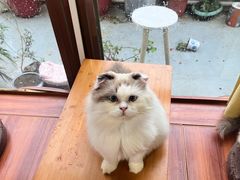 -楼上猫咖(罗湖店)