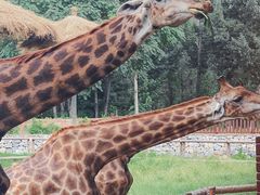 -北京野生动物园