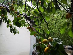 -老张烤羊(王哥庄店)