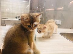 -飞行喵MR PILOT|猫舍·猫咖(静安大融城店)