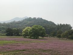 -福建鲤鱼洲酒店