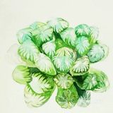 从养多肉到画多肉，生活越来越有趣啦[胜利]