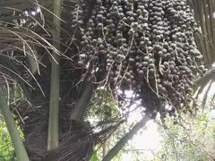 -呀诺达热带雨林