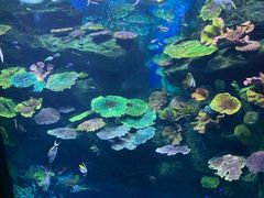 -暹罗海洋世界