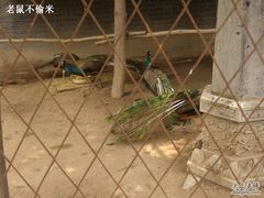 -罔极寺