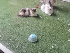 -楼上猫咖(罗湖店)