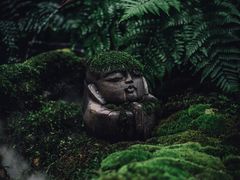 -植觉