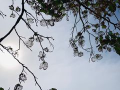 -沙美村
