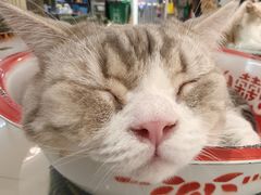-平行世界·猫咖(首经贸店)