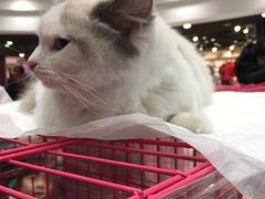 -必胜客(茂业店)