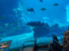 -海棠湾洲际-涛·海底餐厅·美人鱼·自助餐·海底隧道