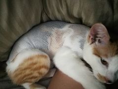 -灵美宠物诊所