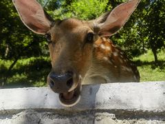 -大连森林动物园