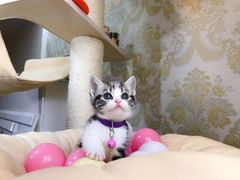 -Bastet sally猫舍购宠(静安店)