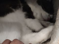 -遇见羊驼·奶狗咖·布偶猫咖·法斗柯基柴犬阿拉斯加(春熙路太古里IFS店)