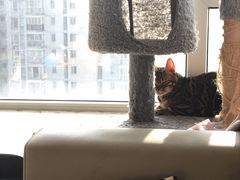 -帕帕拉兹宠物(亚洲旗舰店)