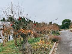 -东平国家森林公园