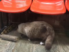 -猫咪博物馆(顶澳仔猫街店)