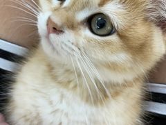 -lincat·猫舍(广州店)