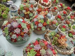 -龙大花卉苗木市场