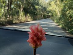 -中国科学院西双版纳热带植物园