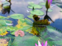-中国科学院华南植物园