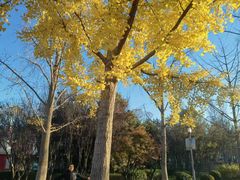 -大兴滨河森林公园