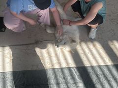 -上海崇明金茂凯悦酒店